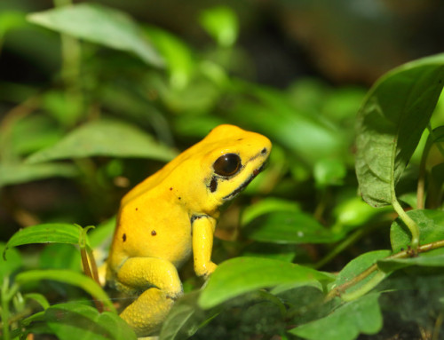 Colombia: un baúl de la biodiversidad mundial