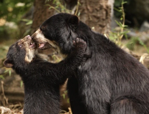 El oso de anteojos